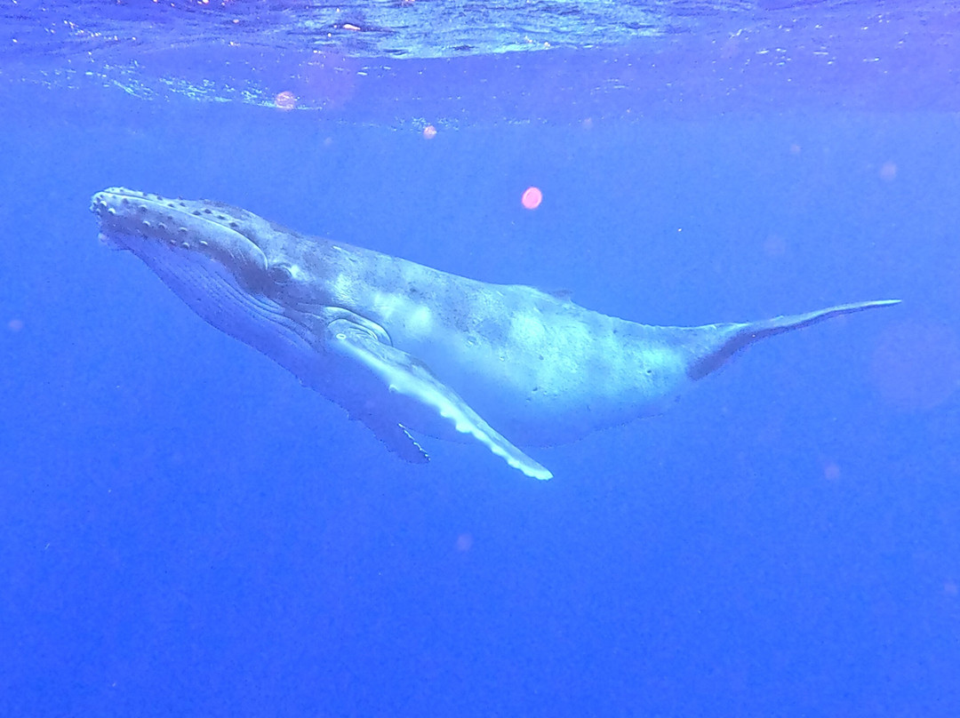Koa Boat Tour-Tiahura必去景点