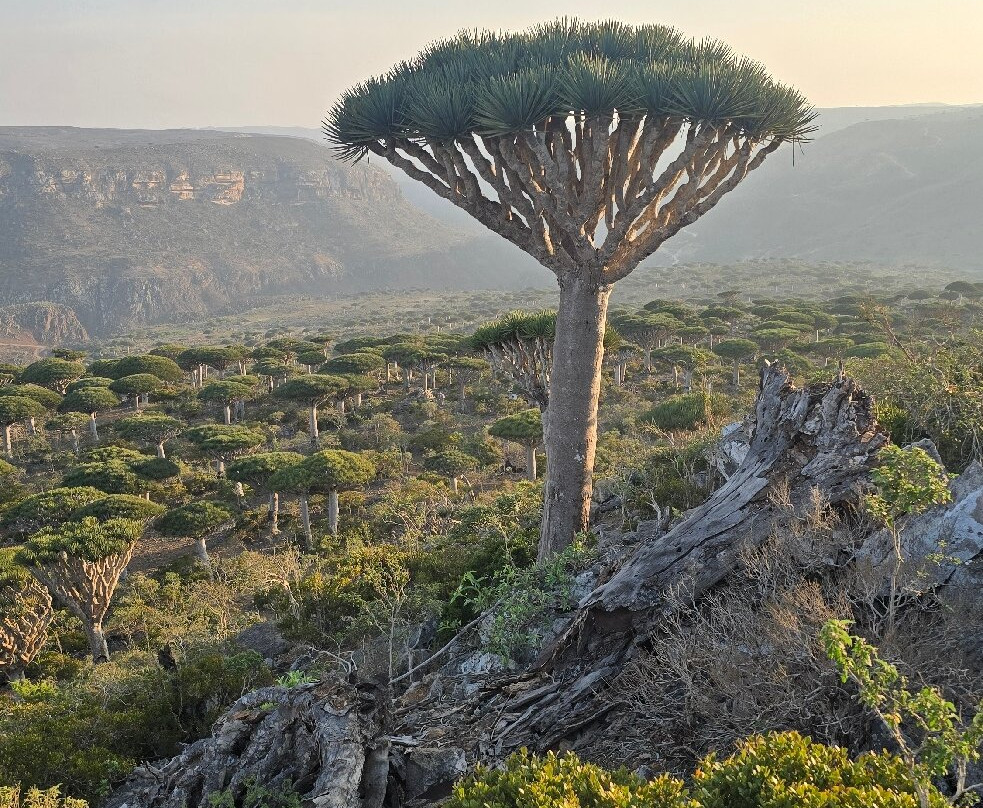 Socotra Trek Tours-Hadiboh必去景点