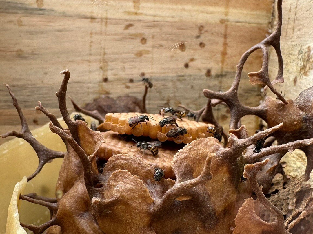 Chácara Kiwi da Serra-Balsa Nova必去景点