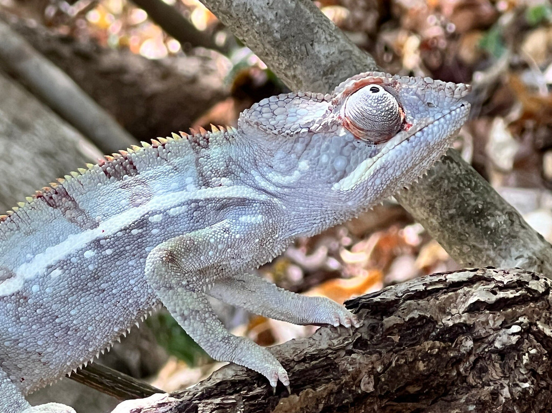 Ankarana Special Reserve-迪亚哥苏亚瑞必去景点