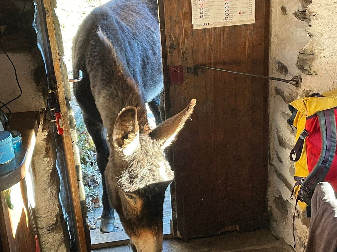 SIFE Asino Felice ASD APS-Villareggia必去景点