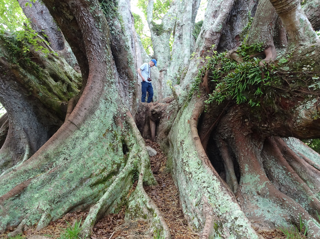 St. Barnabas Chapel-诺福克岛必去景点