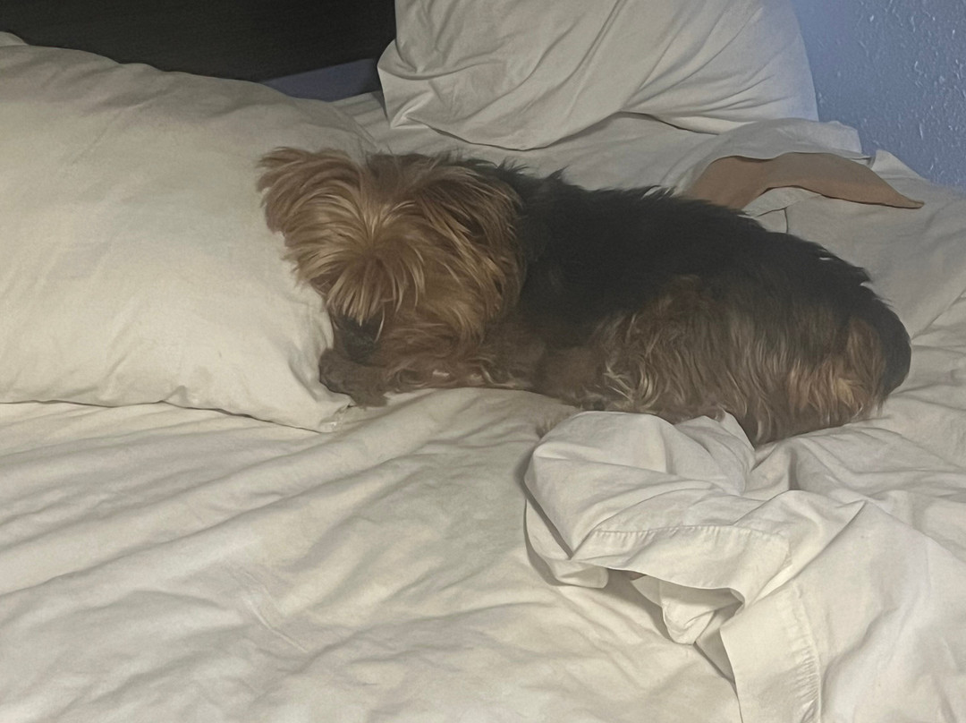 Travelodge by Wyndham Las Vegas NM主图