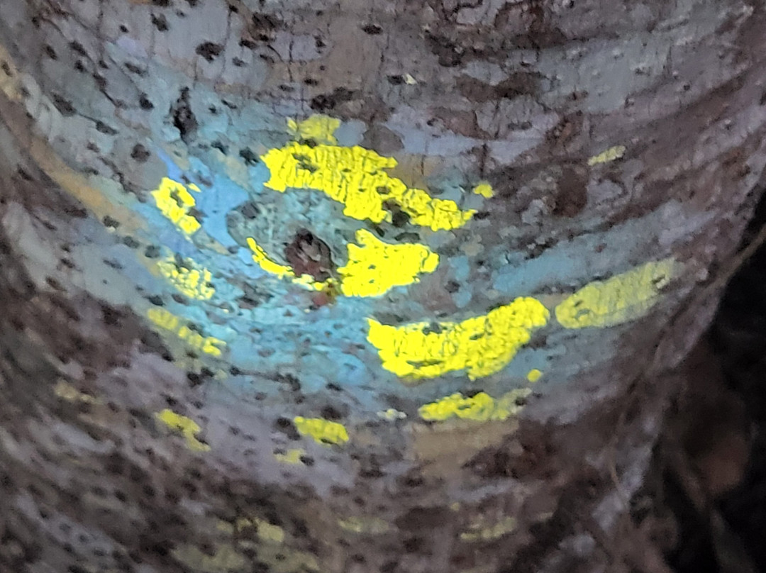 Surcos Tours-希门尼斯港必去景点