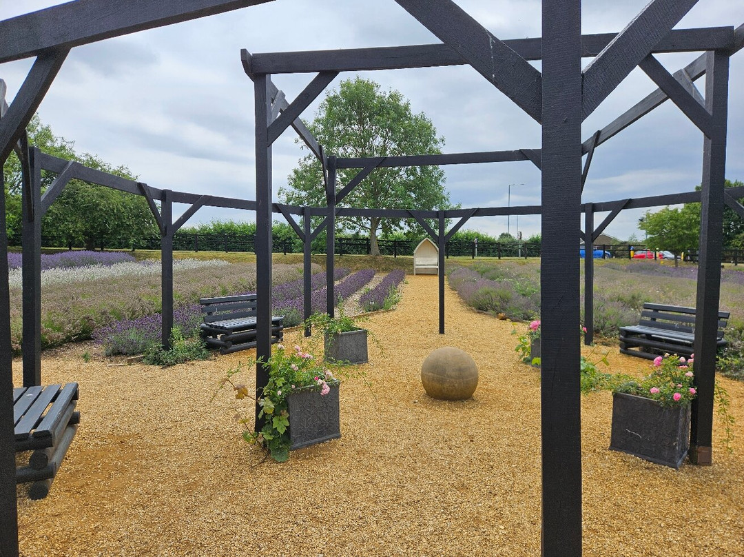 Norfolk Lavender-Heacham必去景点