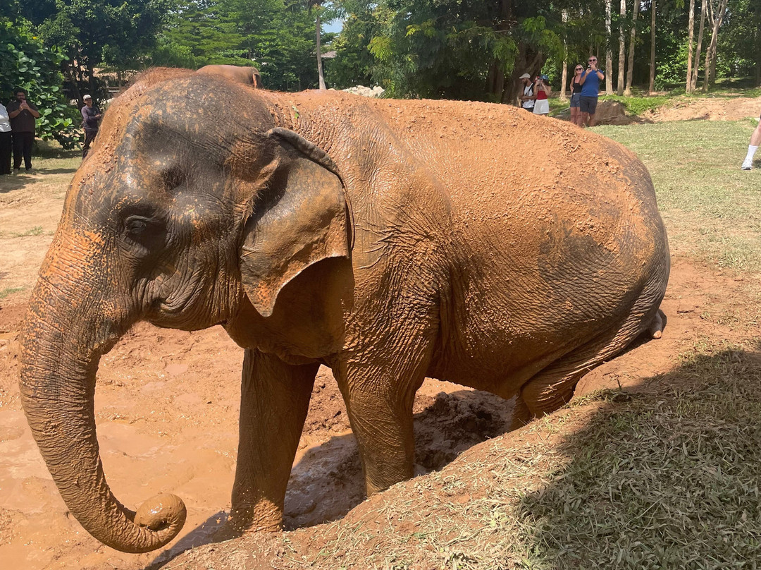 Samui Elephant Sanctuary-波普特必去景点