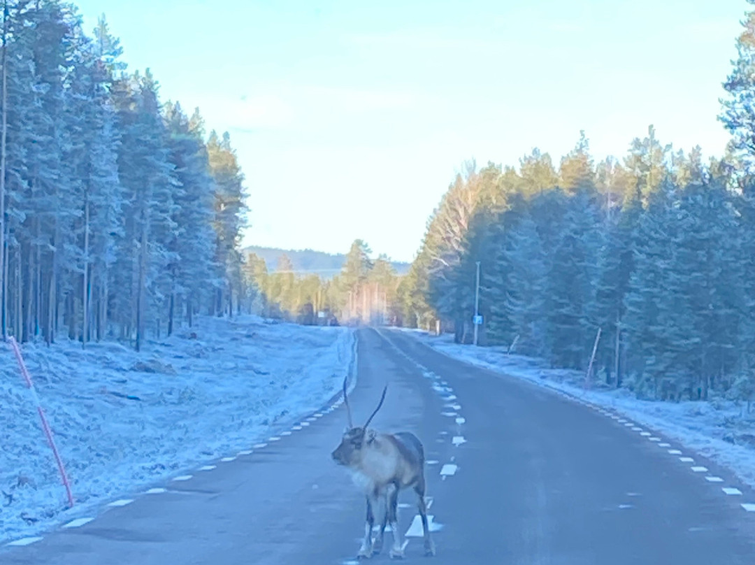 KuksaCabin-Jokkmokk必去景点