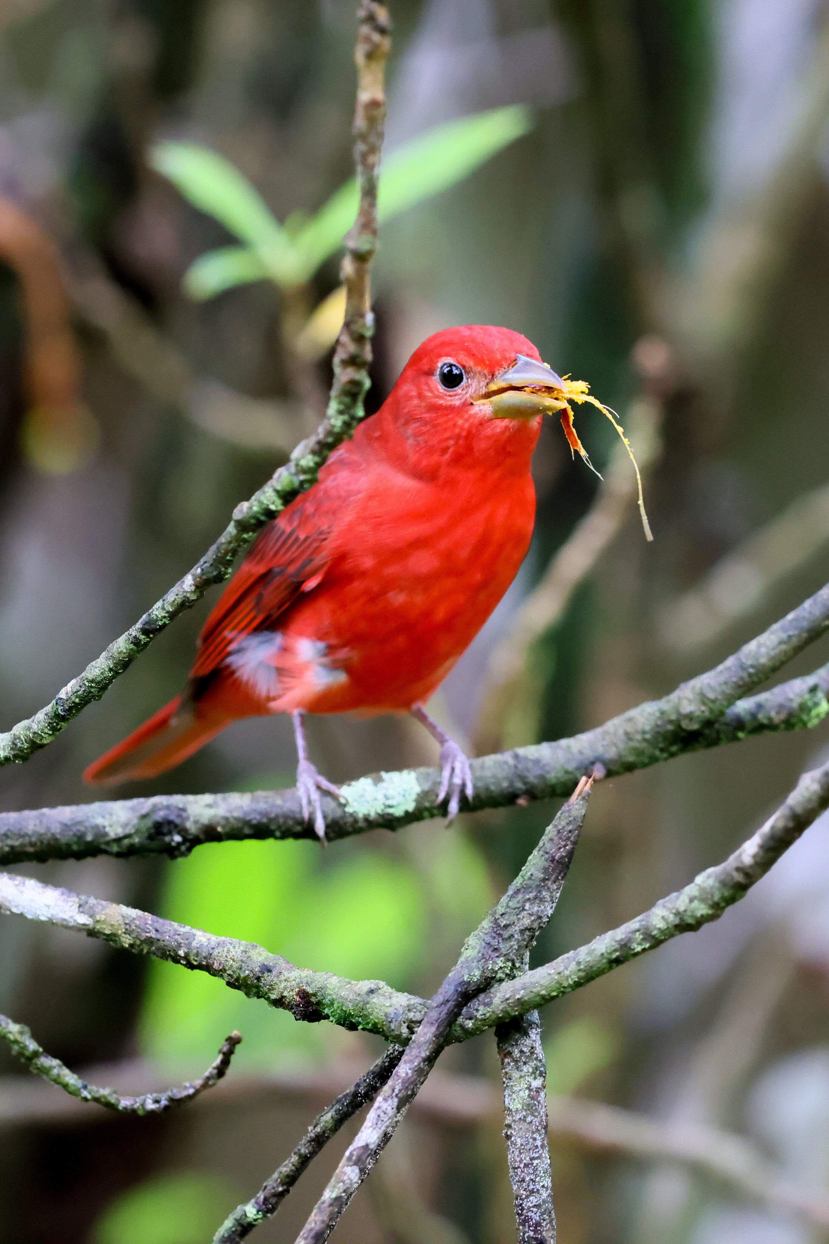 La Palapa Eco Lodge Resort-官方
