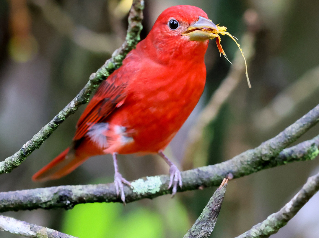La Palapa Eco Lodge Resort主图