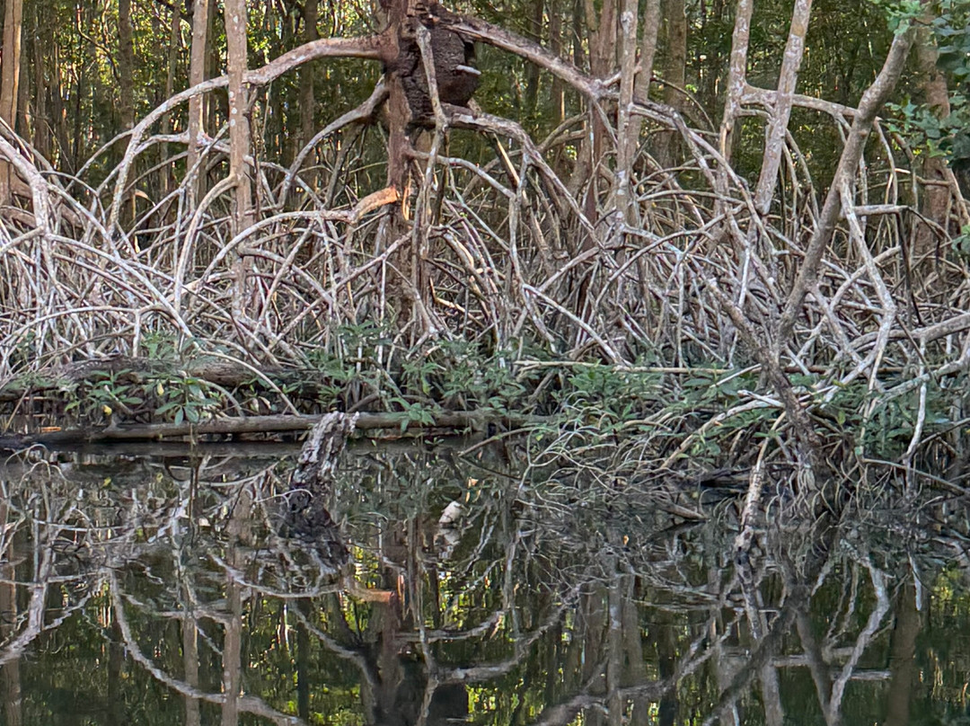 Caroni Swamp-St. Ann's必去景点