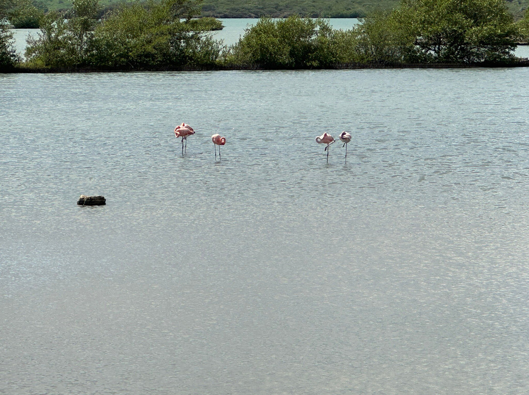 Flamingo Sanctuary Sint Willibrordus-Sint Willibrordus必去景点