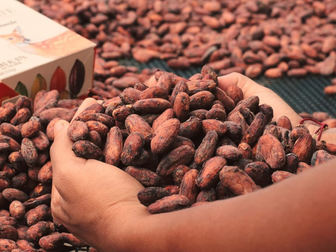 Cacao Celiza-Villanueva必去景点