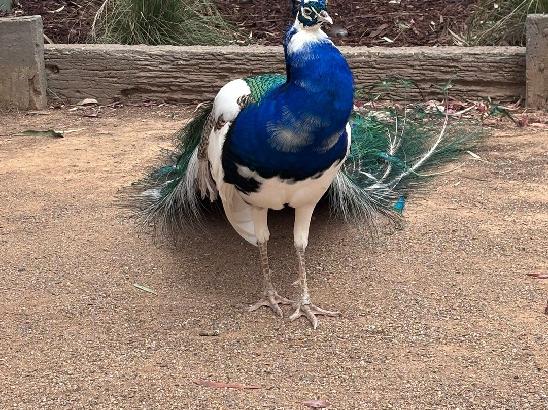 Wagga Wagga Botanic Gardens-沃加沃加必去景点