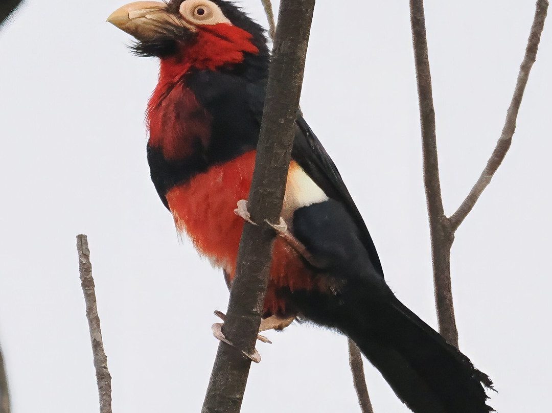 Bird Watching Tours Gambia-Bakau必去景点