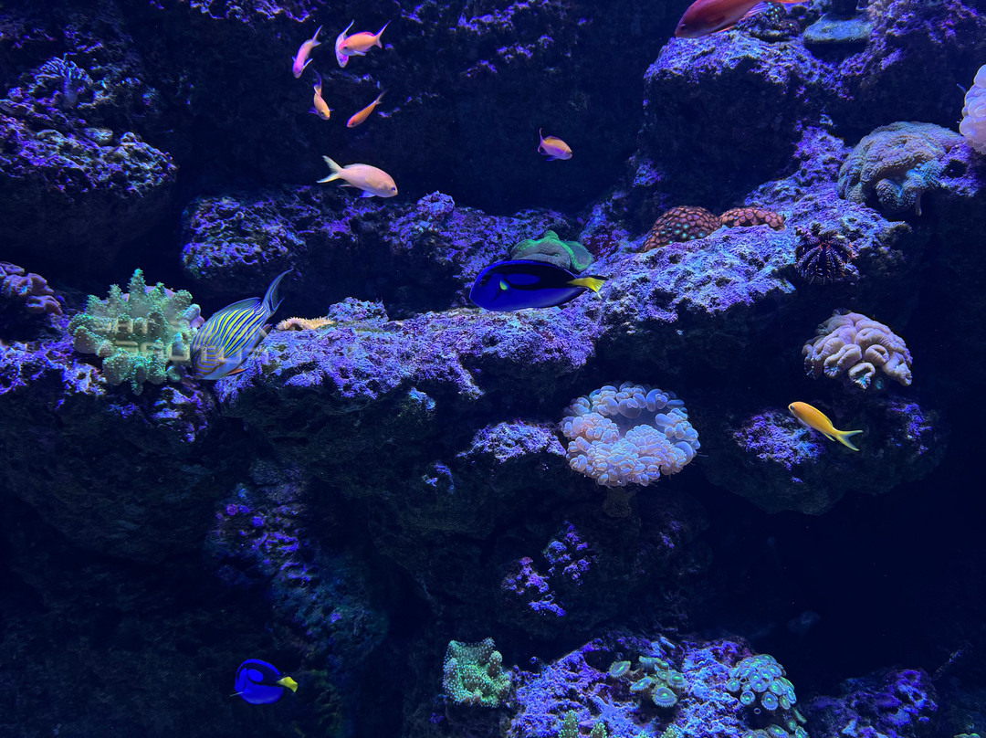 Marassi Aquarium & Underwater Zoo-Diyar Al Muharraq必去景点