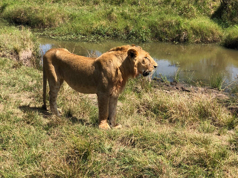 Maleki Tours&Safaris-内罗毕必去景点
