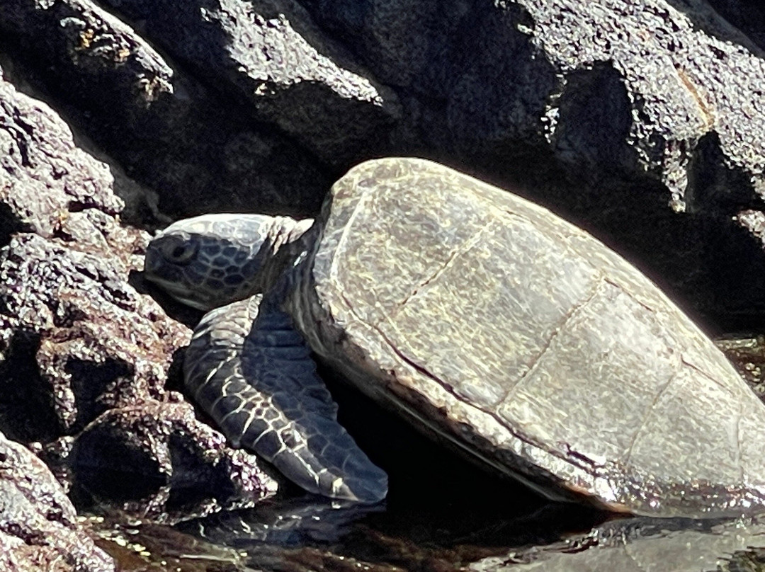 理查德森海滩公园-希洛必去景点