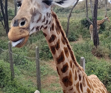 Steri Tours and Travel-内罗毕必去景点