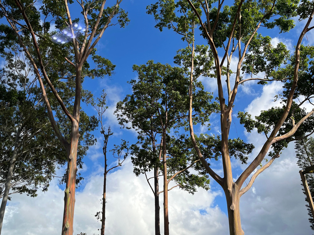 Go Tours Hawaii-火奴鲁鲁必去景点