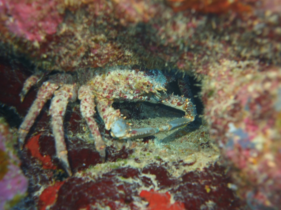 Grand Turk Diving-Cockburn Town必去景点