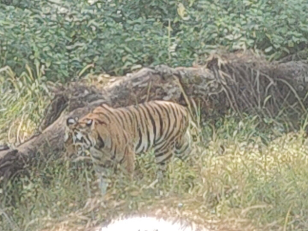 Wildlife Expeditions India-Khatia必去景点