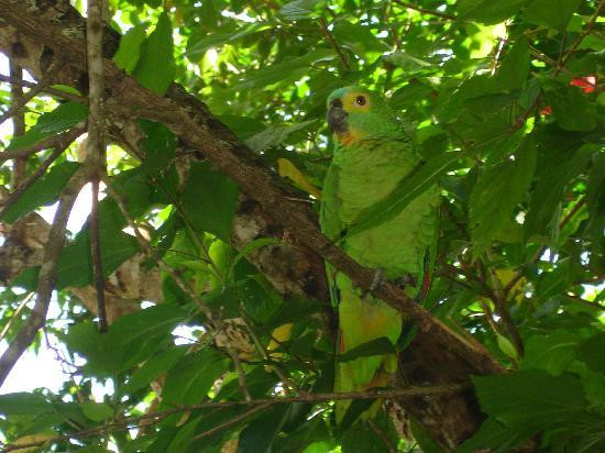 Zimbo Tropical主图