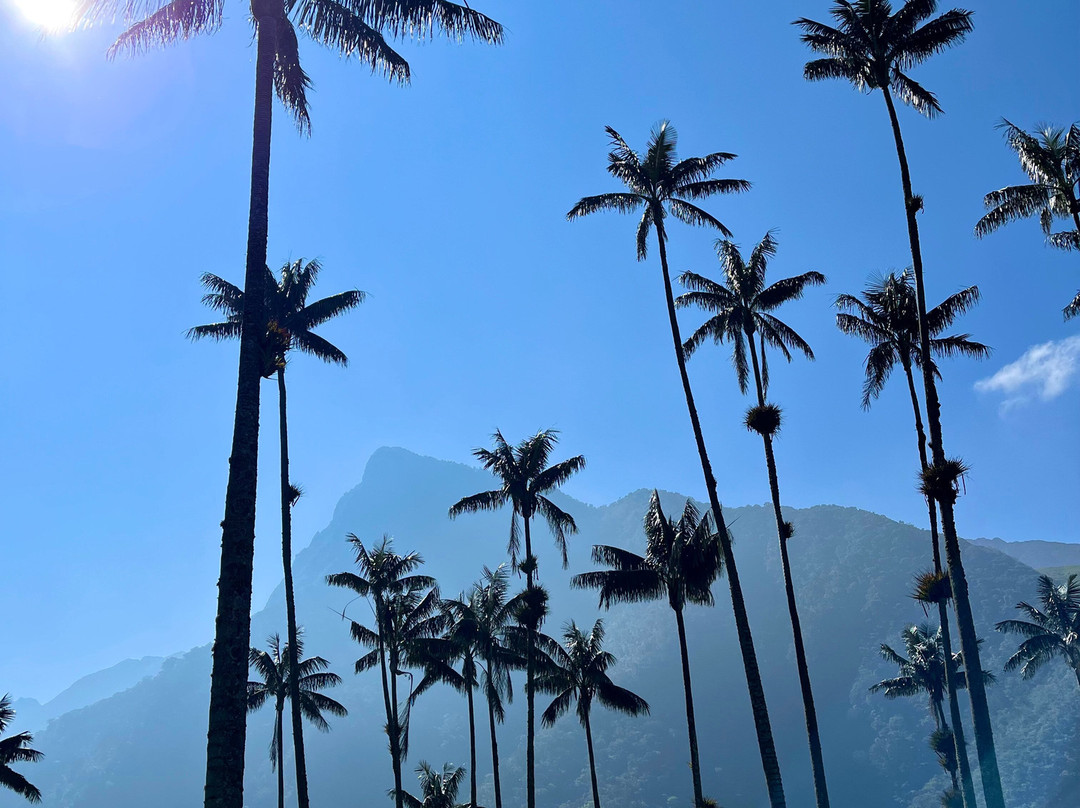 Cocora Trek Salento-萨伦托必去景点