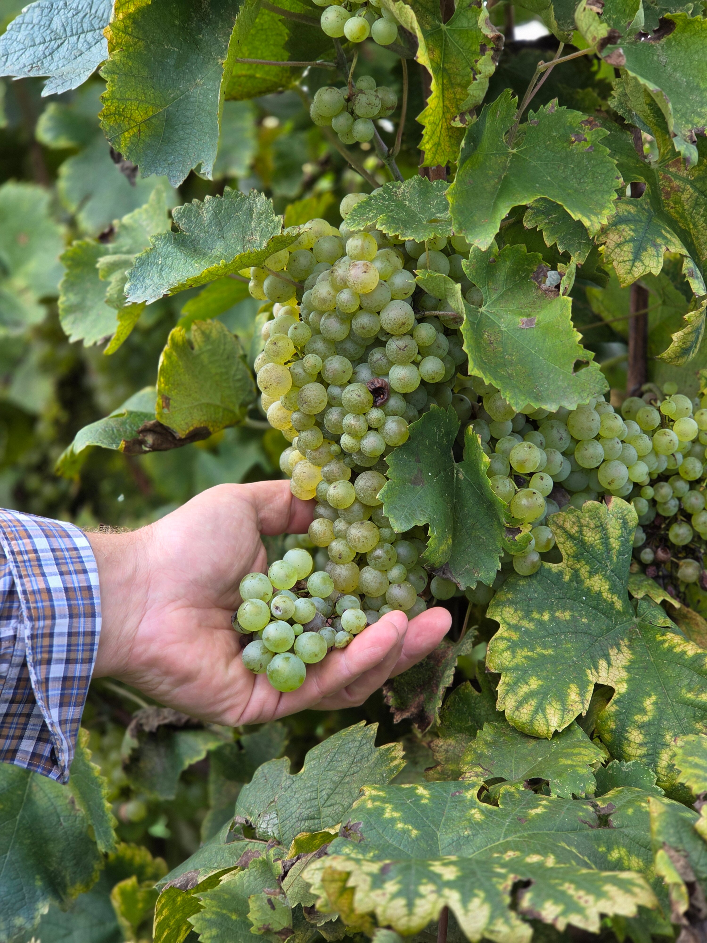 Bed & Breakfast Barone Rosso-官方