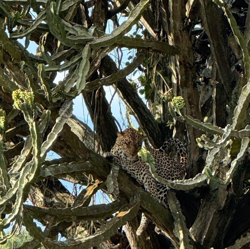 Encounter Africa Safaris-恩德培必去景点