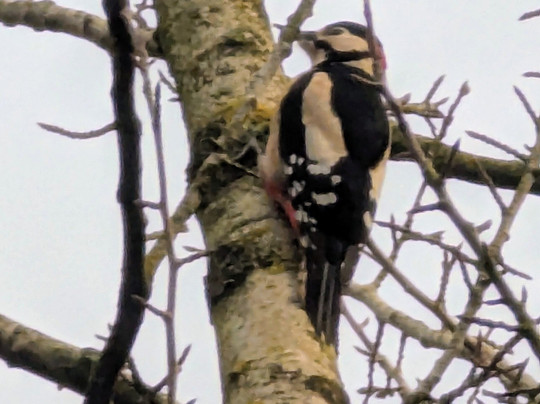 Mere Sands Wood Nature Reserve-Rufford必去景点