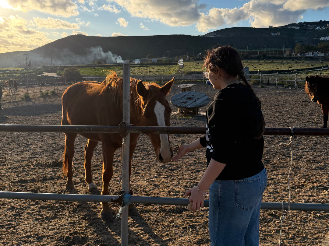 Experience Horse Riding-阿克罗蒂里必去景点
