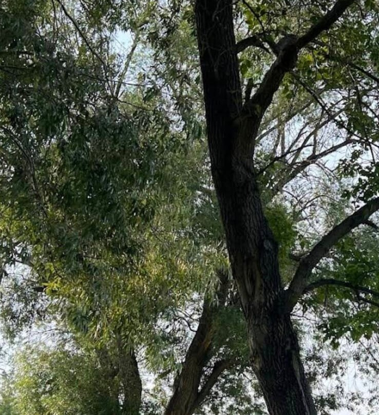 Buffalo Pound Provincial Park-穆斯乔必去景点