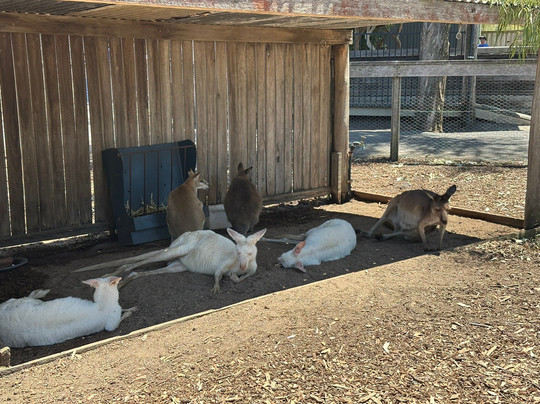 Hunter Valley Wildlife Park-Nulkaba必去景点