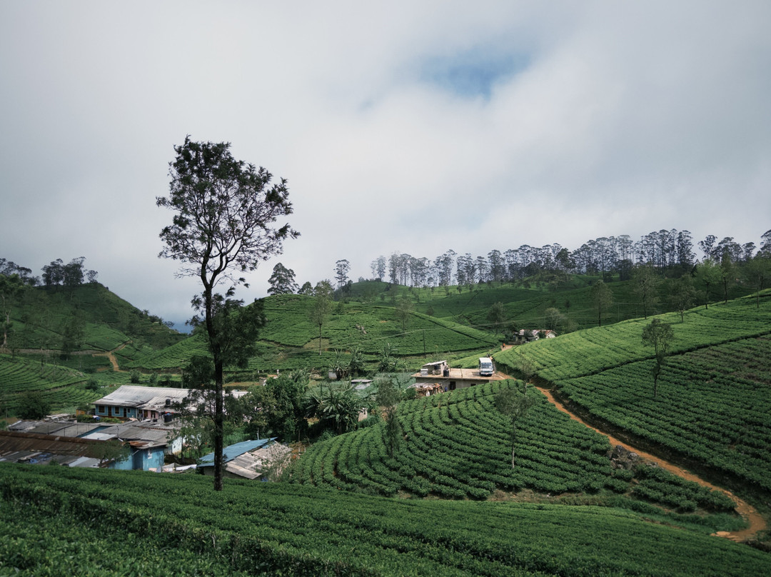 Omaari Lanka Tours-Dankotuwa必去景点
