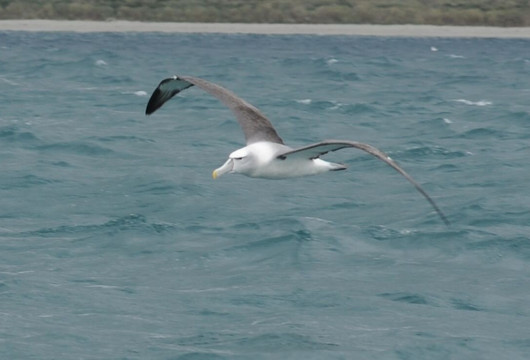 Port To Port Cruises and Wildife Tours-Port Chalmers必去景点