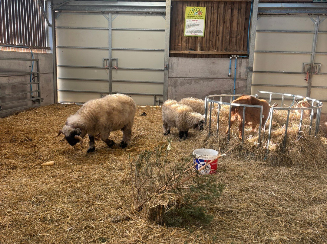 Matlock Farm Park-马特洛克必去景点