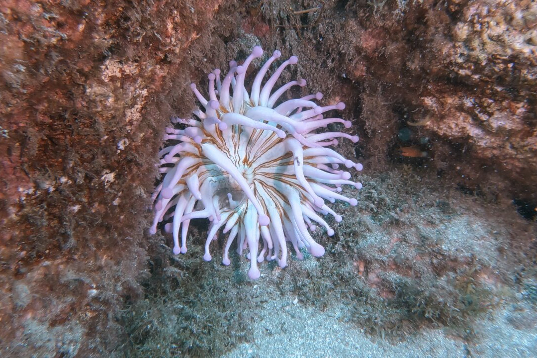 Buceo Norte-大加纳利必去景点