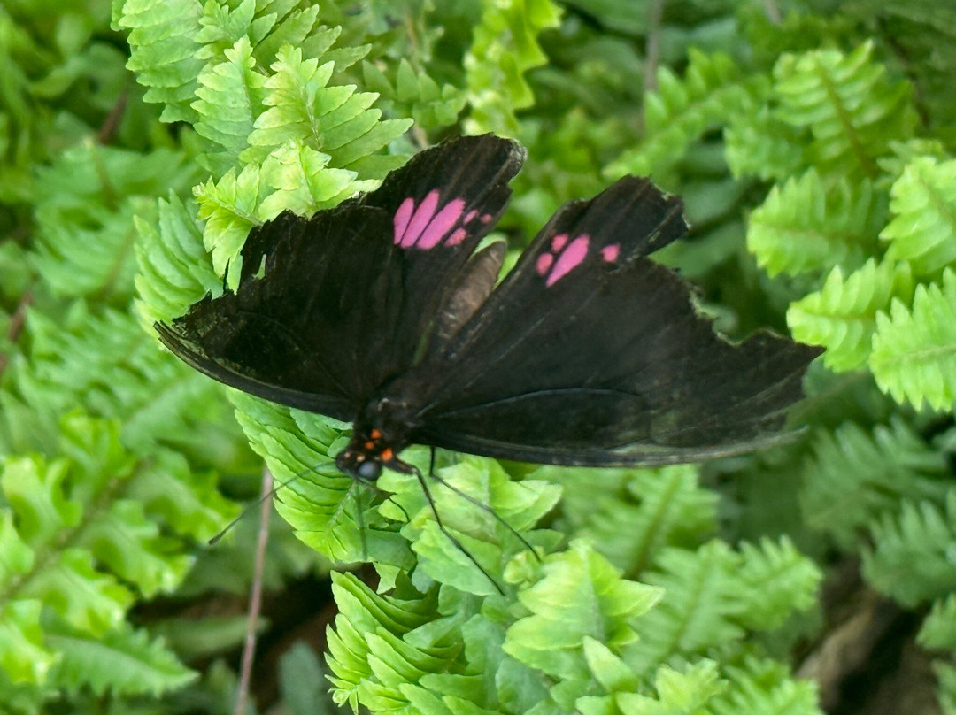 Botanical Garden of the University of Szeged-塞格德必去景点