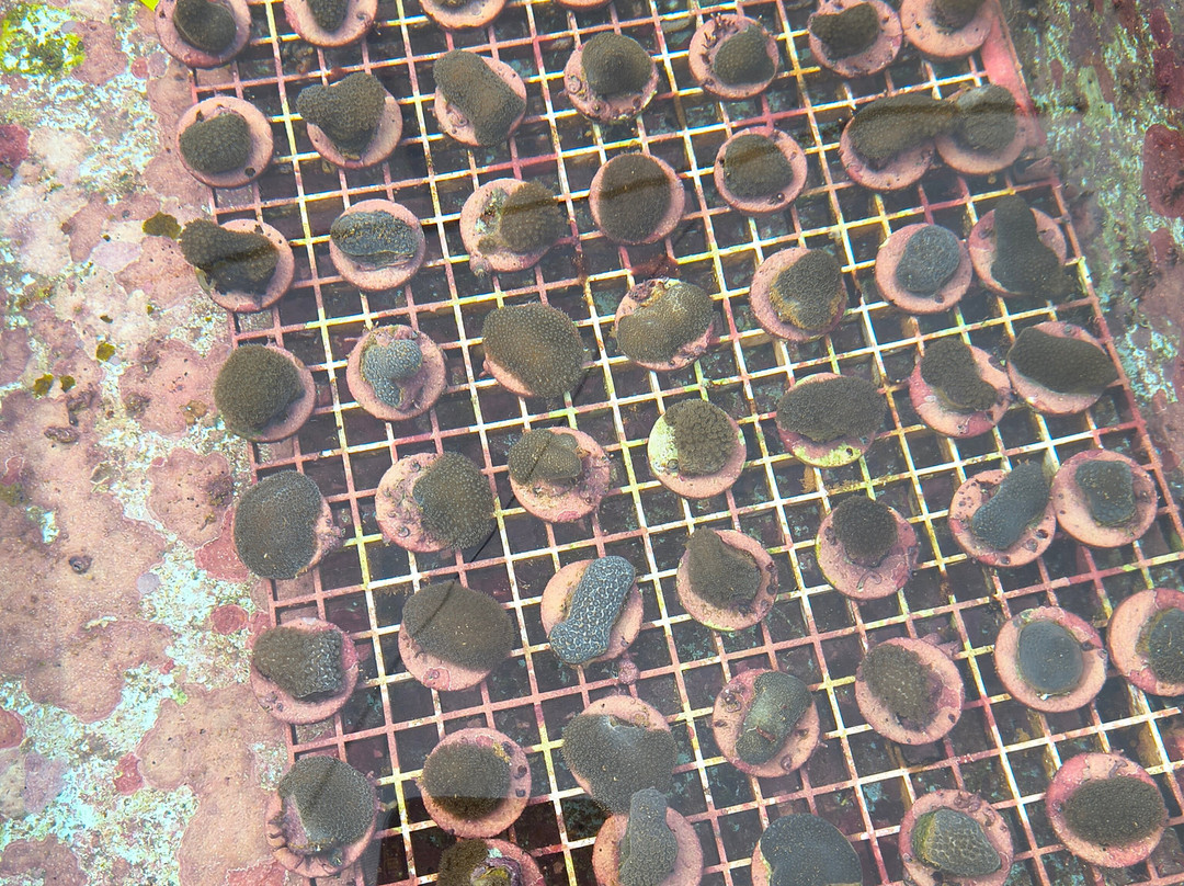 CWORI Dive Center-Smith Bay必去景点