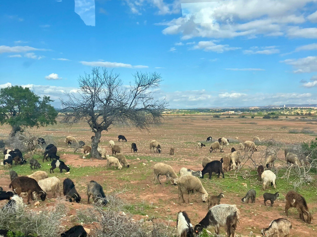 Souk to Surf-Taghazout必去景点