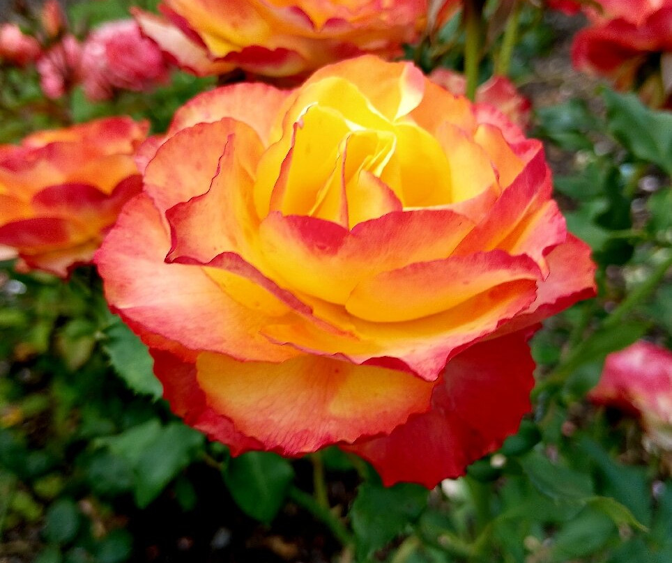 波拉德公园-布伦海姆必去景点