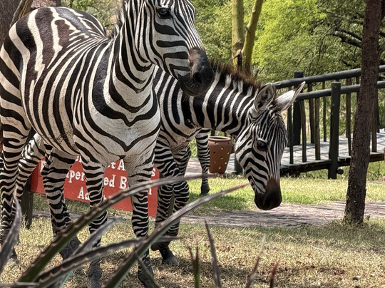 Keei Gee Mountain Expeditions-Naro Moru必去景点