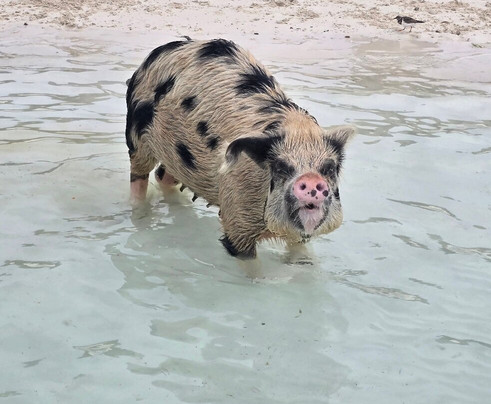 Island Routes-拿骚必去景点