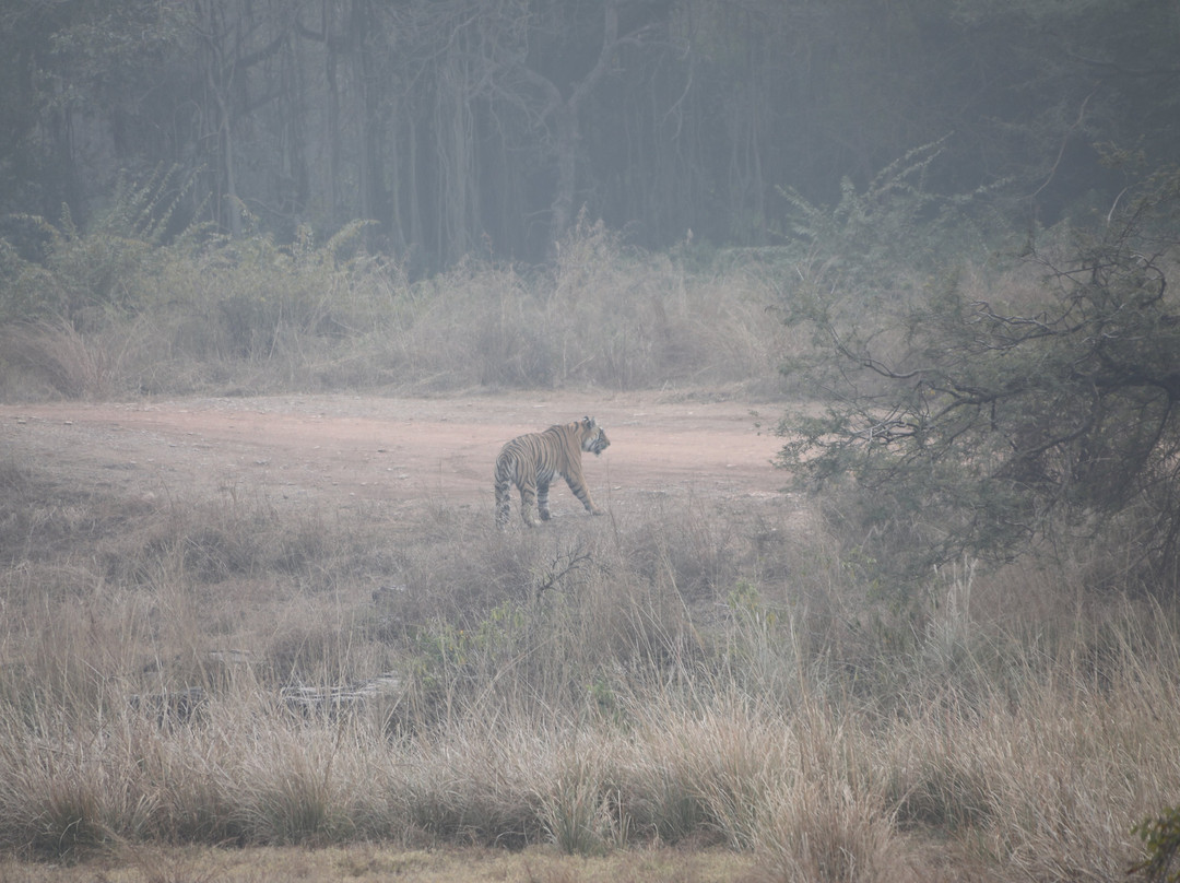 Ranthambore National Park-Ranthambore National Park必去景点