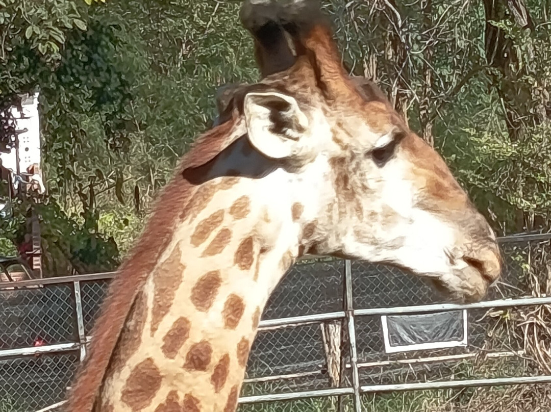 The Bonanza Exotic Zoo-北冲县必去景点