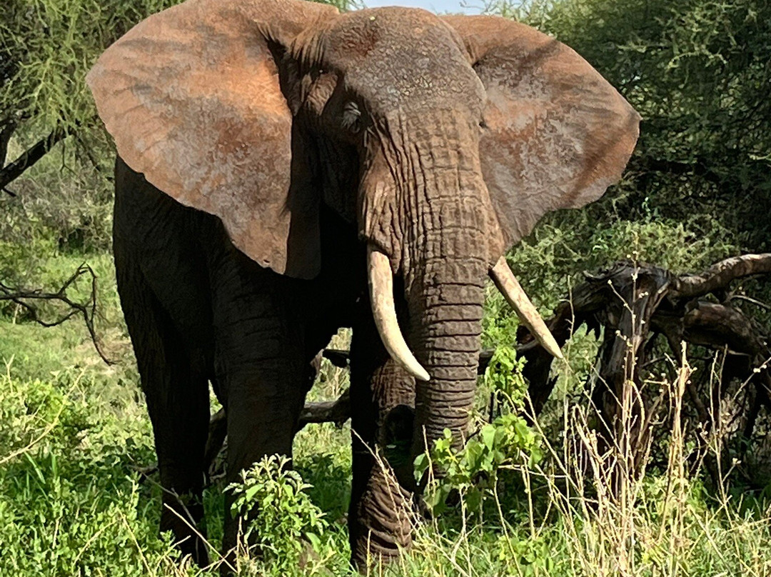 易捷旅游-一日游-阿鲁沙必去景点