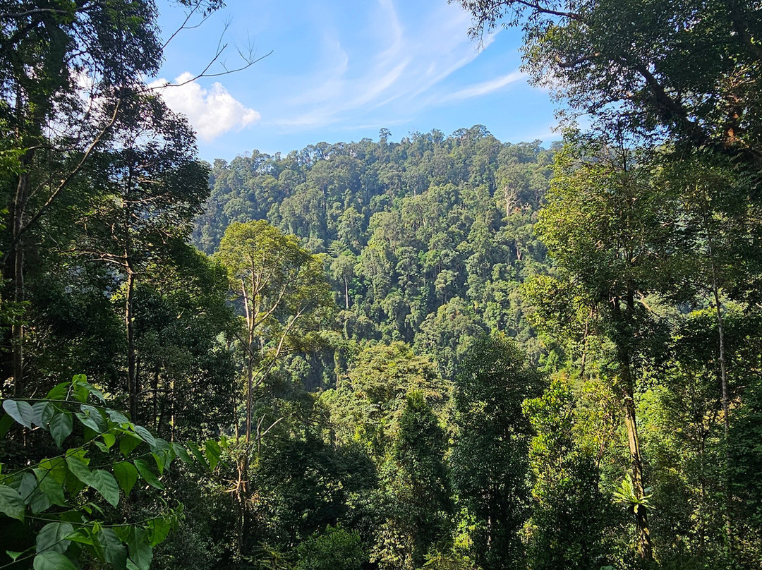 Explore Sumatra Orangutan-武吉拉旺必去景点
