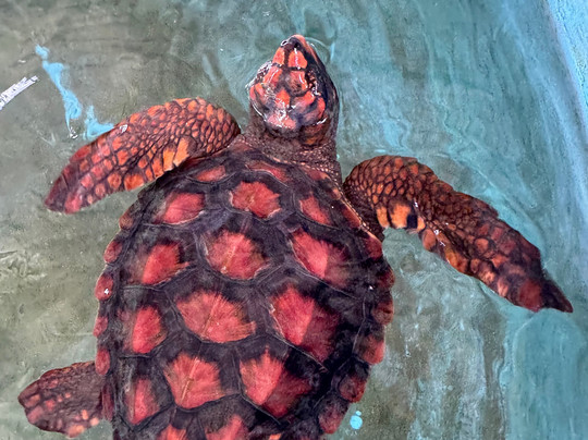 Sea Turtle Farm Galle Mahamodara-加勒必去景点
