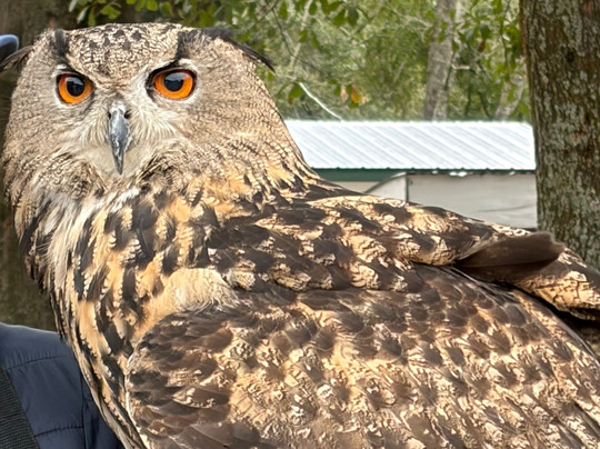 International Falconry Academy-Live Oak必去景点