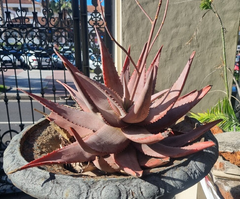 Botanischer Garten-德拉克鲁兹索尔港必去景点